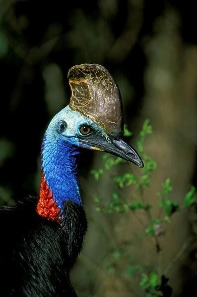 Southern Cassowary - Male in tropical rainforest - North Queensland - Australia - New Guinea JPF33841
