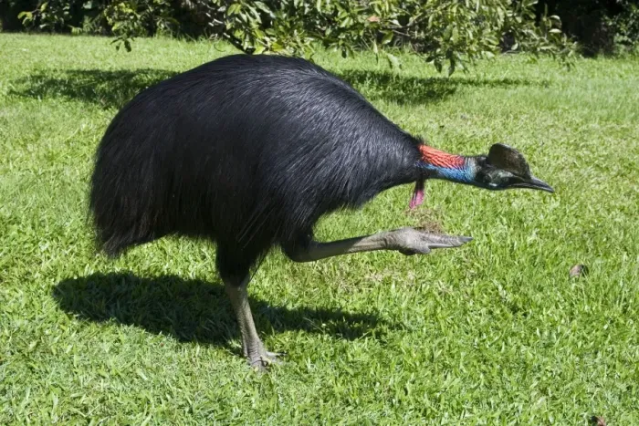 Framed Print : Southern Cassowary An uncommon rainforest species of northeastern Queensland, Australia. Near Innisfail Framed Print : Southern Cassowary An uncommon rainforest species of northeastern Queensland, Australia. Near Innisfail