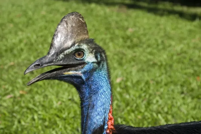 Framed Print : Southern Cassowary An uncommon rainforest species of northeastern Queensland, Australia. Near Innisfail Framed Print : Southern Cassowary An uncommon rainforest species of northeastern Queensland, Australia. Near Innisfail