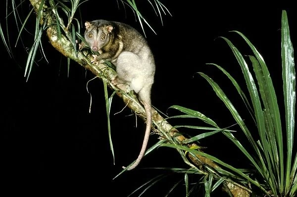 Southern Common Cuscus - On tree branch, North Queensland, Australia JPF02795