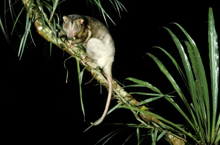 Framed Print : Southern Common Cuscus - On tree branch, North Queensland, Australia JPF02795 Framed Print : Southern Common Cuscus - On tree branch, North Queensland, Australia JPF02795