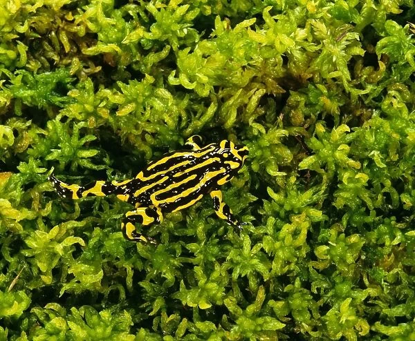 Southern Corroboree Frog - Kosciuszko National Park - New South Wales - Australia JPF02215