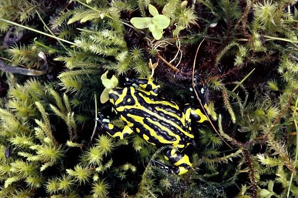 Southern Corroboree Frog - Kosciuszko National Park, New South Wales, Australia JPF08316