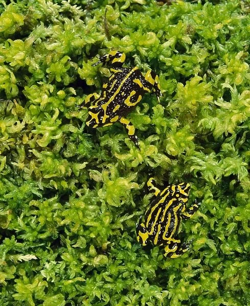 Southern Corroboree Frog - Lives in sphagnum moss during breeding, Kosciuszko National Park, New South Wales, Australia JPF08310