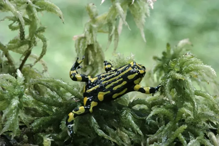 Framed Print : Southern Corroboree Frog - Underwater in Sphagnum moss, Kosciuszko National Park, New South Wales, Australia JPF01144