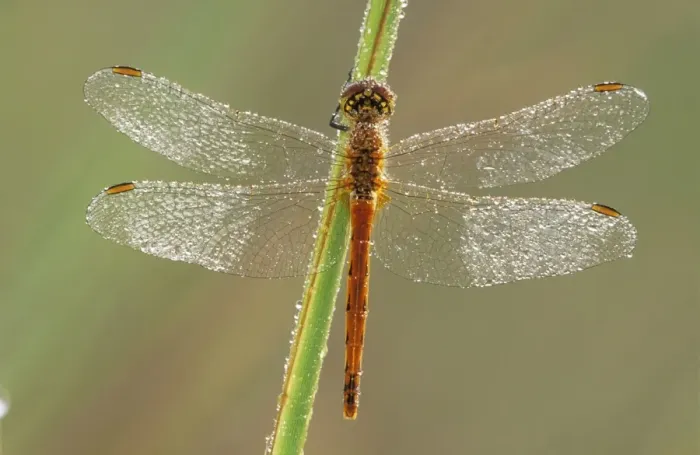 Framed Print : Southern Darter Dragonfly ME 999 Sympetrum meridionale © Johan De Meester / ardea. com Framed Print : Southern Darter Dragonfly ME 999 Sympetrum meridionale © Johan De Meester / ardea. com