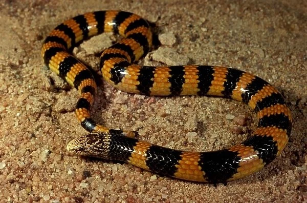 Southern desert banded snake