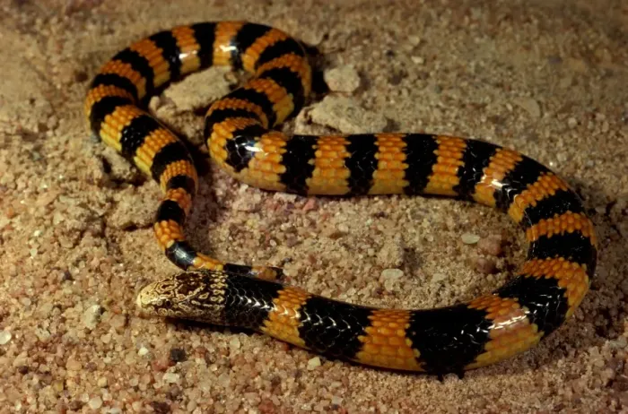 Framed Print : Southern desert banded snake Framed Print : Southern desert banded snake