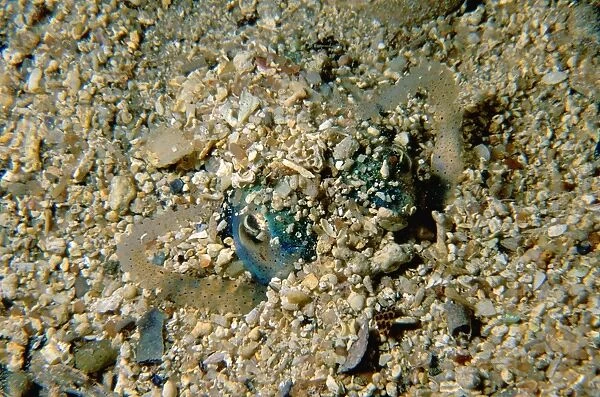 Southern Dumpling Squid, Euprymna tasmanica, a dumpling squid in the process of burying itself to hide from predator. It uses its arms to pile sand on itself, Port Hughes, South Australia, Australia, Southern Ocean