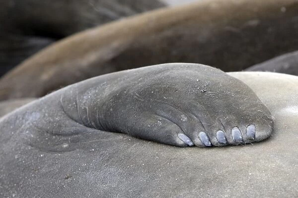 Southern Elephant Seal - close-up - Saint Andrew - South Georgia