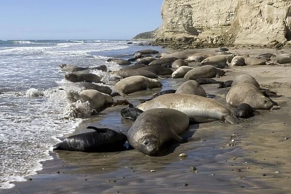 Southern Elephant Seal colony Colony at Punta Hercules, Atlantic coast of the Valdes Peninsula, Chubut Province, Patagonia, Argentina