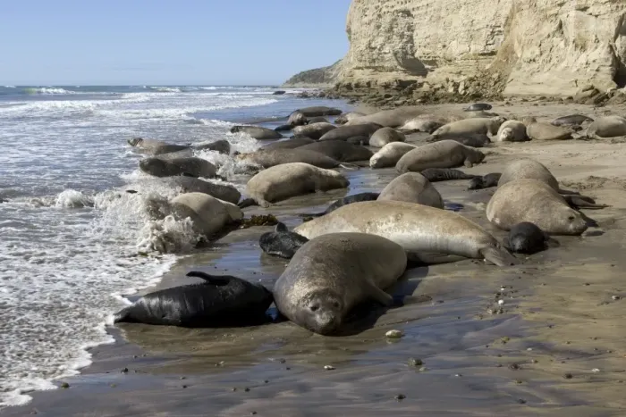 Framed Print : Southern Elephant Seal colony Colony at Punta Hercules, Atlantic coast of the Valdes Peninsula, Chubut Province, Patagonia, Argentina Framed Print : Southern Elephant Seal colony Colony at Punta Hercules, Atlantic coast of the Valdes Peninsula, Chubut Province, Patagonia, Argentina