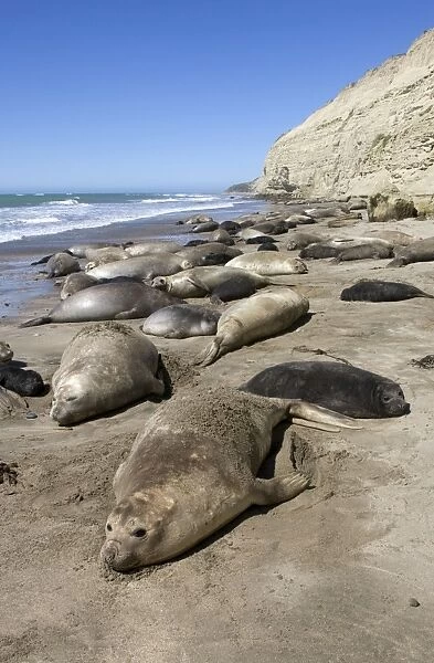Southern Elephant Seal colony - Females and pups. Atlantic coast of the Valdes Peninsula, Patagonia, Argentina