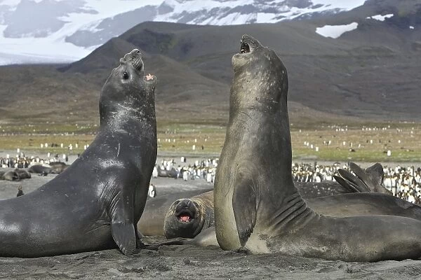 Southern Elephant Seal - combat between two males - Saint Andrew - South Georgia