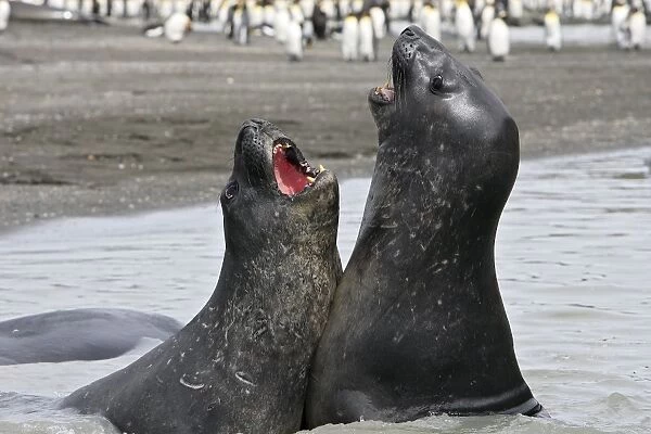 Southern Elephant Seal - combat between two males - Saint Andrew - South Georgia