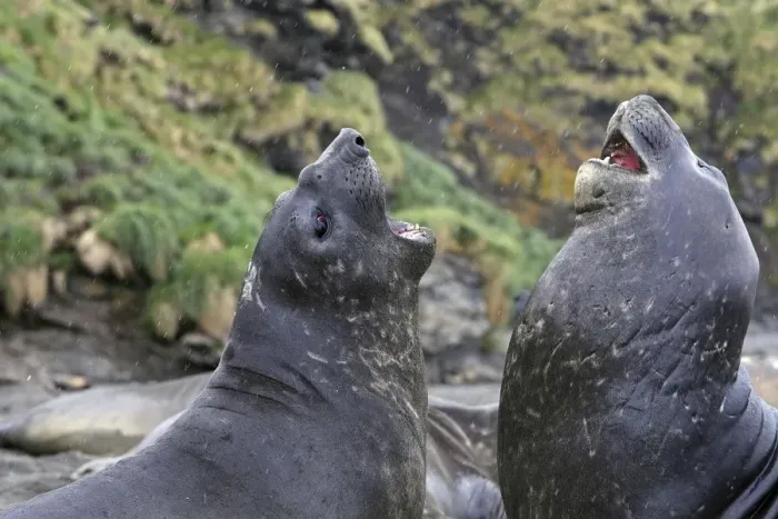 Framed Print : Southern Elephant Seal - combat between two males - Saint Andrew - South Georgia Framed Print : Southern Elephant Seal - combat between two males - Saint Andrew - South Georgia
