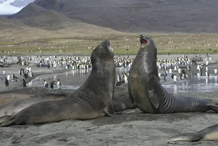 Framed Print : Southern Elephant Seal - combat between two males - Saint Andrew - South Georgia Framed Print : Southern Elephant Seal - combat between two males - Saint Andrew - South Georgia