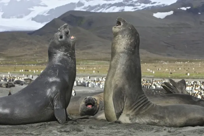 Framed Print : Southern Elephant Seal - combat between two males - Saint Andrew - South Georgia Framed Print : Southern Elephant Seal - combat between two males - Saint Andrew - South Georgia