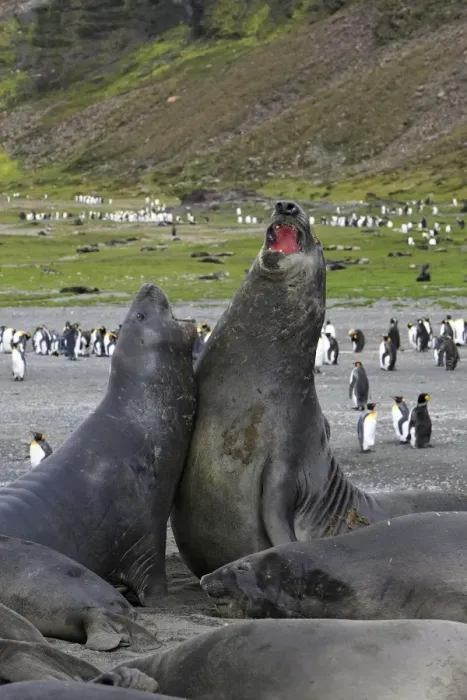 Framed Print : Southern Elephant Seal - combat between two males - Saint Andrew - South Georgia