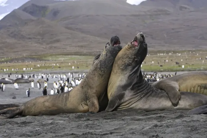 Framed Print : Southern Elephant Seal - combat between two males - Saint Andrew - South Georgia Framed Print : Southern Elephant Seal - combat between two males - Saint Andrew - South Georgia