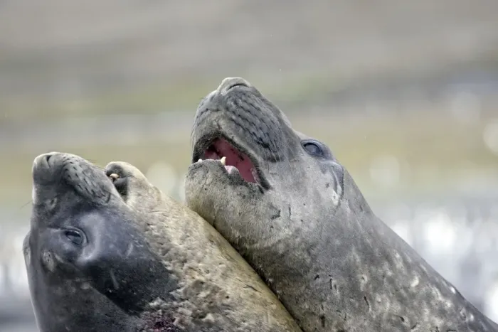 Framed Print : Southern Elephant Seal - combat between two males - Saint Andrew - South Georgia Framed Print : Southern Elephant Seal - combat between two males - Saint Andrew - South Georgia