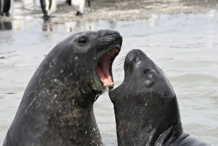 Framed Print : Southern Elephant Seal - combat between two males - Saint Andrew - South Georgia Framed Print : Southern Elephant Seal - combat between two males - Saint Andrew - South Georgia