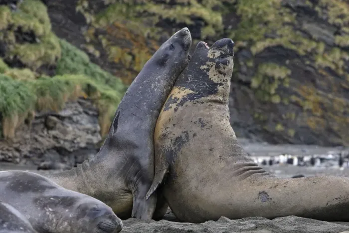 Framed Print : Southern Elephant Seal - combat between two males - Saint Andrew - South Georgia Framed Print : Southern Elephant Seal - combat between two males - Saint Andrew - South Georgia
