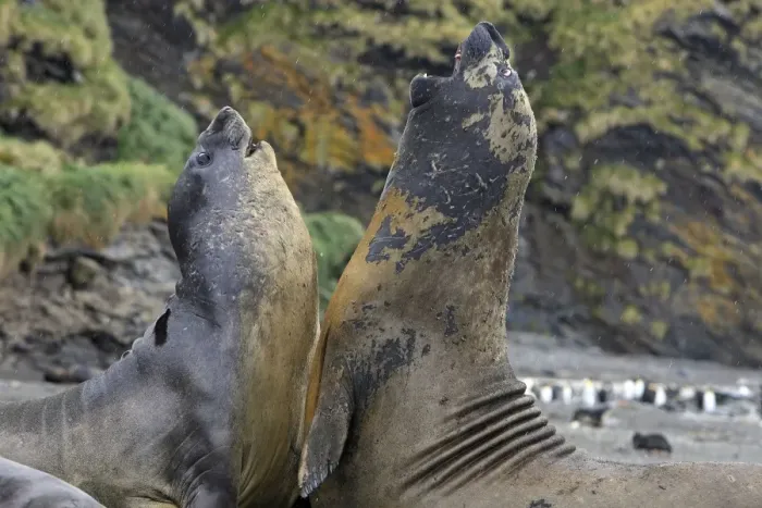 Framed Print : Southern Elephant Seal - combat between two males - Saint Andrew - South Georgia Framed Print : Southern Elephant Seal - combat between two males - Saint Andrew - South Georgia
