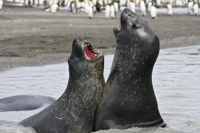 Framed Print : Southern Elephant Seal - combat between two males - Saint Andrew - South Georgia Framed Print : Southern Elephant Seal - combat between two males - Saint Andrew - South Georgia