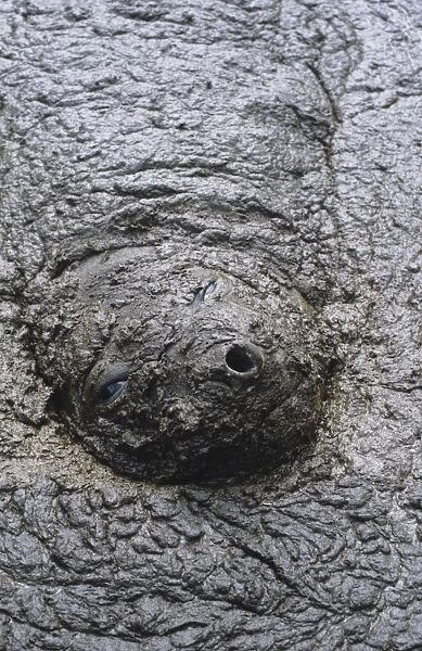 Southern elephant seal - cow in mud walllow