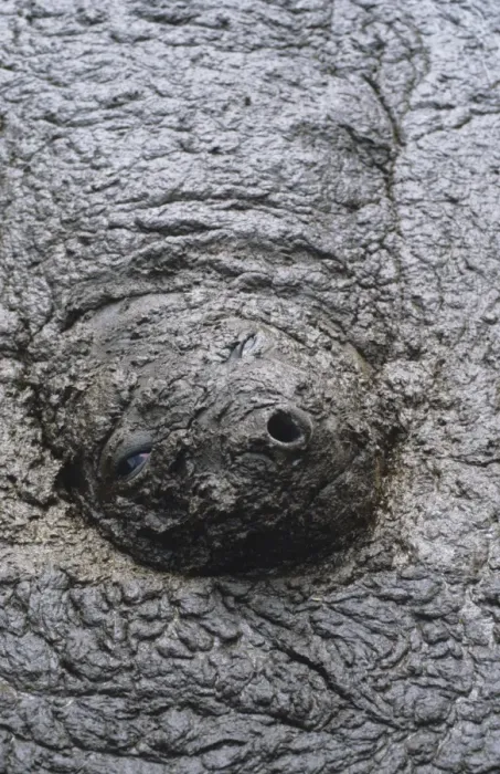 Framed Print : Southern elephant seal - cow in mud walllow Framed Print : Southern elephant seal - cow in mud walllow