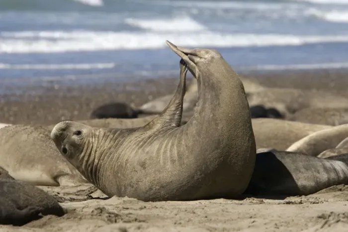 Framed Print : Southern Elephant Seal - Female, stretching Valdes Peninsula, Patagonia, Argentina Framed Print : Southern Elephant Seal - Female, stretching Valdes Peninsula, Patagonia, Argentina