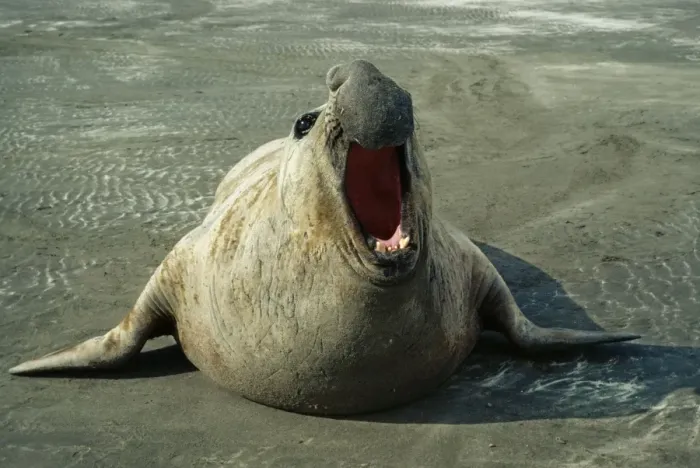 Framed Print : Southern Elephant Seal FG 268 Valdes Peninsula, Argentina. Mirounga leonina © Fancois Gohier / ARDEA LONDON Framed Print : Southern Elephant Seal FG 268 Valdes Peninsula, Argentina. Mirounga leonina © Fancois Gohier / ARDEA LONDON