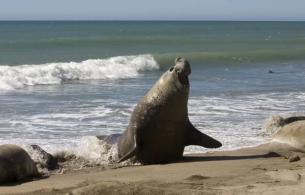 Southern Elephant Seal - male emerging from sea Valdes Peninsula, Patagonia, Argentina