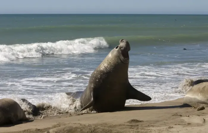 Framed Print : Southern Elephant Seal - male emerging from sea Valdes Peninsula, Patagonia, Argentina Framed Print : Southern Elephant Seal - male emerging from sea Valdes Peninsula, Patagonia, Argentina
