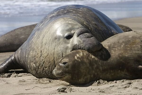 Southern Elephant Seal - male & female Valdes Peninsula, Patagonia, Argentina
