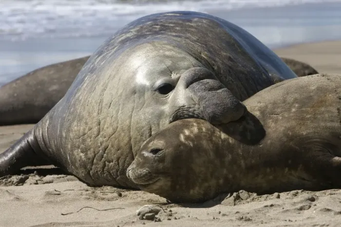 Framed Print : Southern Elephant Seal - male & female Valdes Peninsula, Patagonia, Argentina Framed Print : Southern Elephant Seal - male & female Valdes Peninsula, Patagonia, Argentina