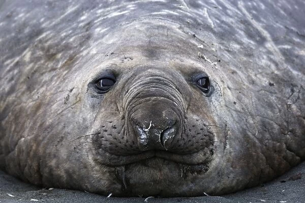 Southern Elephant Seal - Male - South Georgia - Antarctica