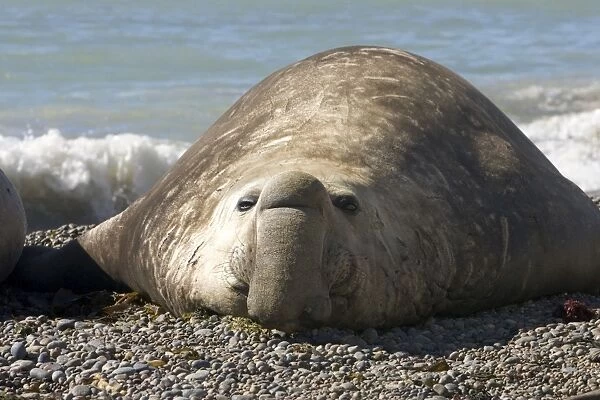 Southern Elephant Seal - Male Valdes Peninsula, Chubut Province, Patagonia, Argentina