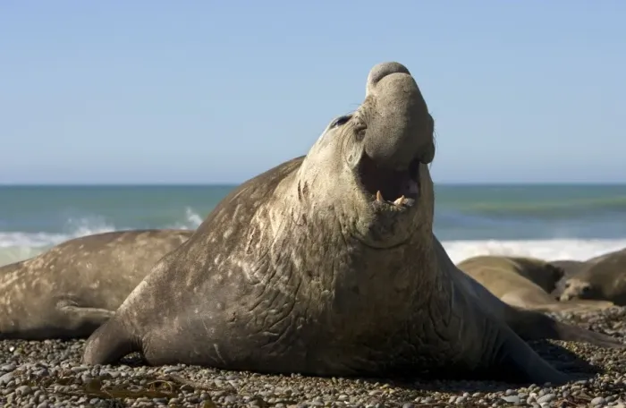 Framed Print : Southern Elephant Seal - Male Valdes Peninsula, Patagonia, Argentina Framed Print : Southern Elephant Seal - Male Valdes Peninsula, Patagonia, Argentina