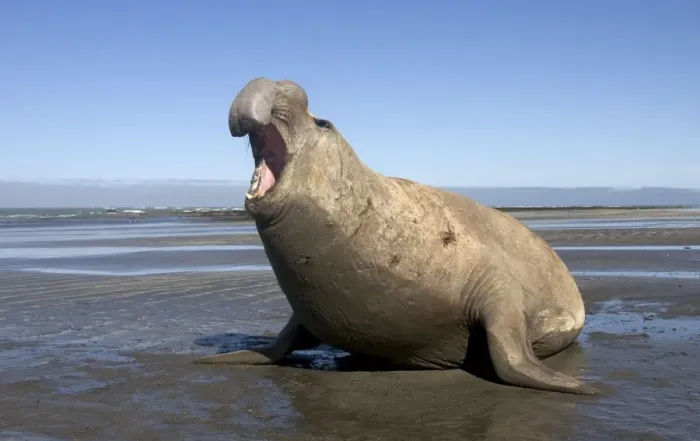 Framed Print : Southern Elephant Seal - male Valdes Peninsula, Patagonia, Argentina Framed Print : Southern Elephant Seal - male Valdes Peninsula, Patagonia, Argentina