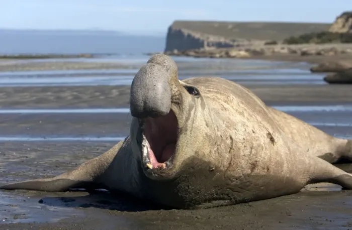 Framed Print : Southern Elephant Seal - male Valdes Peninsula, Patagonia, Argentina Framed Print : Southern Elephant Seal - male Valdes Peninsula, Patagonia, Argentina