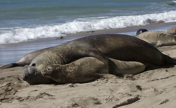 Southern Elephant Seal - mating Valdes Peninsula, Patagonia, Argentina