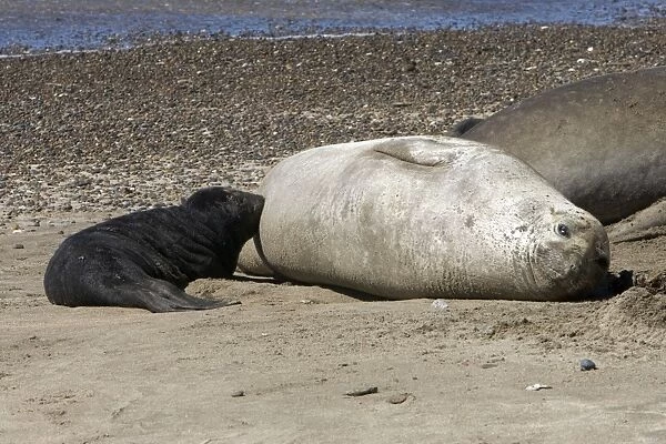 Southern Elephant Seal - Nursing pup Valdes Peninsula, Patagonia, Argentina