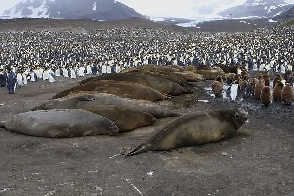 Southern Elephant Seal - Penguin colony in the background - Saint Andrew - South Georgia