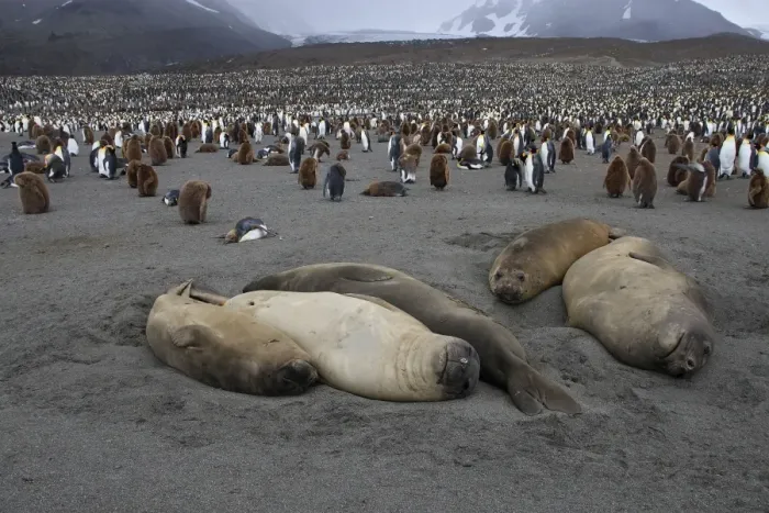 Framed Print : Southern Elephant Seal - Penguin colony in the background - Saint Andrew - South Georgia Framed Print : Southern Elephant Seal - Penguin colony in the background - Saint Andrew - South Georgia