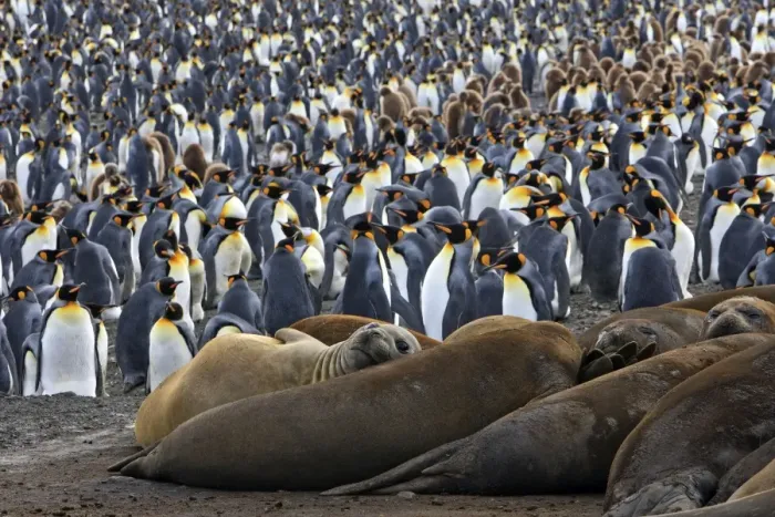 Framed Print : Southern Elephant Seal - and Penguin colony - Saint Andrew - South Georgia Framed Print : Southern Elephant Seal - and Penguin colony - Saint Andrew - South Georgia