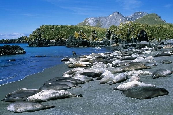 Southern Elephant Seal - pups, females & immature males. Cooper Bay, South Georgia
