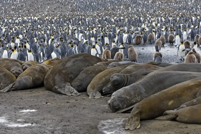 Framed Print : Southern Elephant Seal - Saint Andrew - South Georgia Framed Print : Southern Elephant Seal - Saint Andrew - South Georgia