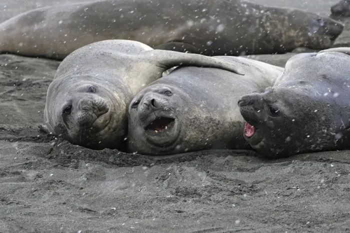 Framed Print : Southern Elephant Seal - Saint Andrew - South Georgia